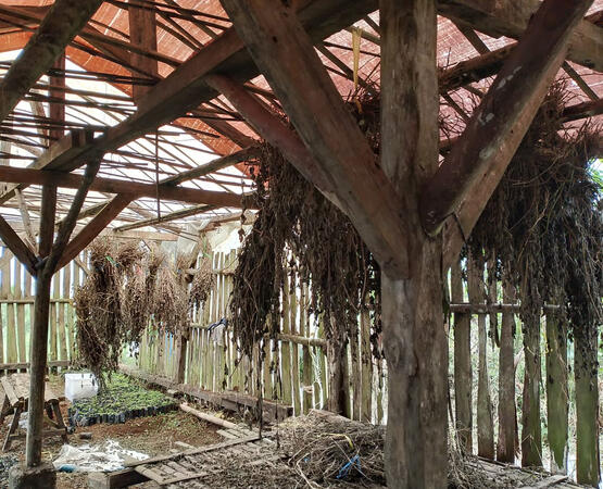 drying of the harvest