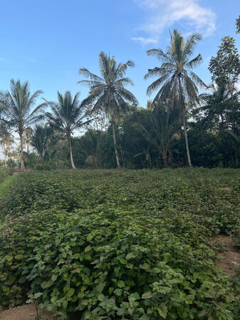 Grown patchouli patches